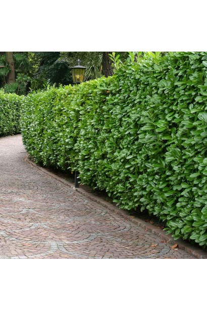 Лавровишня лікарська Новіта зелений живопліт